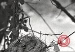 Image joindre un message au pigeon porteur United States USA, 1920, de la seconde 33 séquences d'archives historiques vidéo 65675060947