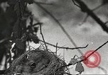 Image joindre un message au pigeon porteur United States USA, 1920, de la seconde 34 séquences d'archives historiques vidéo 65675060947