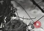 Image joindre un message au pigeon porteur United States USA, 1920, de la seconde 35 séquences d'archives historiques vidéo 65675060947