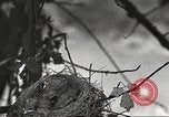 Image joindre un message au pigeon porteur United States USA, 1920, de la seconde 36 séquences d'archives historiques vidéo 65675060947