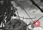 Image joindre un message au pigeon porteur United States USA, 1920, de la seconde 37 séquences d'archives historiques vidéo 65675060947