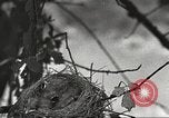 Image joindre un message au pigeon porteur United States USA, 1920, de la seconde 38 séquences d'archives historiques vidéo 65675060947
