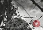 Image joindre un message au pigeon porteur United States USA, 1920, de la seconde 41 séquences d'archives historiques vidéo 65675060947