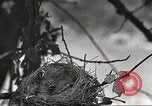 Image joindre un message au pigeon porteur United States USA, 1920, de la seconde 42 séquences d'archives historiques vidéo 65675060947