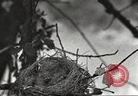 Image joindre un message au pigeon porteur United States USA, 1920, de la seconde 43 séquences d'archives historiques vidéo 65675060947