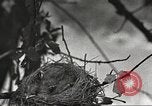 Image joindre un message au pigeon porteur United States USA, 1920, de la seconde 44 séquences d'archives historiques vidéo 65675060947