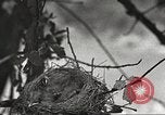 Image joindre un message au pigeon porteur United States USA, 1920, de la seconde 45 séquences d'archives historiques vidéo 65675060947