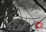 Image joindre un message au pigeon porteur United States USA, 1920, de la seconde 46 séquences d'archives historiques vidéo 65675060947