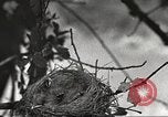 Image joindre un message au pigeon porteur United States USA, 1920, de la seconde 47 séquences d'archives historiques vidéo 65675060947