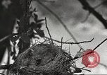 Image joindre un message au pigeon porteur United States USA, 1920, de la seconde 48 séquences d'archives historiques vidéo 65675060947