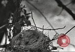 Image joindre un message au pigeon porteur United States USA, 1920, de la seconde 49 séquences d'archives historiques vidéo 65675060947