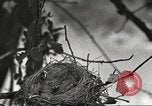 Image joindre un message au pigeon porteur United States USA, 1920, de la seconde 51 séquences d'archives historiques vidéo 65675060947