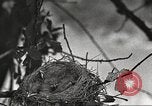 Image joindre un message au pigeon porteur United States USA, 1920, de la seconde 52 séquences d'archives historiques vidéo 65675060947