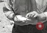 Standbild Chamäleon Phoenix Arizona USA, 1920, aus Sekunde 9 historischem Filmmaterial Videoclip 65675060951