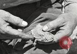 Standbild Chamäleon Phoenix Arizona USA, 1920, aus Sekunde 18 historischem Filmmaterial Videoclip 65675060951