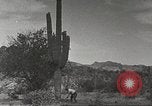 Standbild Saguaro Kaktus Phoenix Arizona USA, 1920, aus Sekunde 38 historischem Filmmaterial Videoclip 65675060954