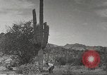 Standbild Saguaro Kaktus Phoenix Arizona USA, 1920, aus Sekunde 39 historischem Filmmaterial Videoclip 65675060954