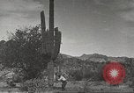 Standbild Saguaro Kaktus Phoenix Arizona USA, 1920, aus Sekunde 40 historischem Filmmaterial Videoclip 65675060954