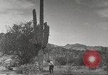 Standbild Saguaro Kaktus Phoenix Arizona USA, 1920, aus Sekunde 41 historischem Filmmaterial Videoclip 65675060954