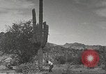Standbild Saguaro Kaktus Phoenix Arizona USA, 1920, aus Sekunde 42 historischem Filmmaterial Videoclip 65675060954
