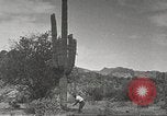 Standbild Saguaro Kaktus Phoenix Arizona USA, 1920, aus Sekunde 43 historischem Filmmaterial Videoclip 65675060954