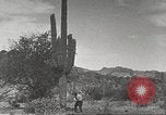 Standbild Saguaro Kaktus Phoenix Arizona USA, 1920, aus Sekunde 44 historischem Filmmaterial Videoclip 65675060954