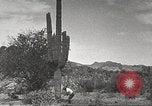 Standbild Saguaro Kaktus Phoenix Arizona USA, 1920, aus Sekunde 45 historischem Filmmaterial Videoclip 65675060954