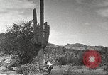 Standbild Saguaro Kaktus Phoenix Arizona USA, 1920, aus Sekunde 46 historischem Filmmaterial Videoclip 65675060954
