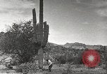 Standbild Saguaro Kaktus Phoenix Arizona USA, 1920, aus Sekunde 48 historischem Filmmaterial Videoclip 65675060954