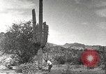 Standbild Saguaro Kaktus Phoenix Arizona USA, 1920, aus Sekunde 49 historischem Filmmaterial Videoclip 65675060954