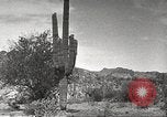 Standbild Saguaro Kaktus Phoenix Arizona USA, 1920, aus Sekunde 50 historischem Filmmaterial Videoclip 65675060954