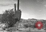 Standbild Saguaro Kaktus Phoenix Arizona USA, 1920, aus Sekunde 51 historischem Filmmaterial Videoclip 65675060954