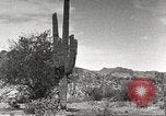 Standbild Saguaro Kaktus Phoenix Arizona USA, 1920, aus Sekunde 52 historischem Filmmaterial Videoclip 65675060954
