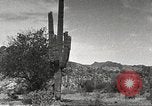 Standbild Saguaro Kaktus Phoenix Arizona USA, 1920, aus Sekunde 53 historischem Filmmaterial Videoclip 65675060954