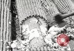 Standbild Saguaro Kaktus Phoenix Arizona USA, 1920, aus Sekunde 54 historischem Filmmaterial Videoclip 65675060954