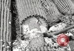 Standbild Saguaro Kaktus Phoenix Arizona USA, 1920, aus Sekunde 55 historischem Filmmaterial Videoclip 65675060954