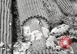 Standbild Saguaro Kaktus Phoenix Arizona USA, 1920, aus Sekunde 56 historischem Filmmaterial Videoclip 65675060954