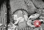 Standbild Saguaro Kaktus Phoenix Arizona USA, 1920, aus Sekunde 57 historischem Filmmaterial Videoclip 65675060954