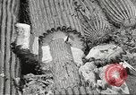 Standbild Saguaro Kaktus Phoenix Arizona USA, 1920, aus Sekunde 60 historischem Filmmaterial Videoclip 65675060954