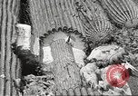 Standbild Saguaro Kaktus Phoenix Arizona USA, 1920, aus Sekunde 61 historischem Filmmaterial Videoclip 65675060954