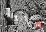 Standbild Saguaro Kaktus Phoenix Arizona USA, 1920, aus Sekunde 62 historischem Filmmaterial Videoclip 65675060954