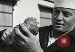 Image of carrier pigeons Washington DC USA, 1923, second 49 stock footage video 65675060986