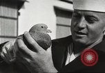 Image of carrier pigeons Washington DC USA, 1923, second 50 stock footage video 65675060986