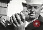 Image of carrier pigeons Washington DC USA, 1923, second 61 stock footage video 65675060986