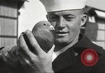Image of carrier pigeons Washington DC USA, 1923, second 62 stock footage video 65675060986