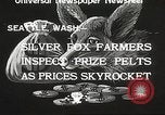 Image of black foxes Seattle Washington USA, 1934, second 9 stock footage video 65675061007
