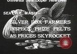 Image of black foxes Seattle Washington USA, 1934, second 10 stock footage video 65675061007