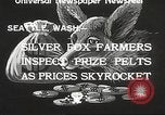 Image of black foxes Seattle Washington USA, 1934, second 11 stock footage video 65675061007