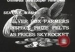Image of black foxes Seattle Washington USA, 1934, second 12 stock footage video 65675061007