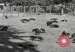 Image of black foxes Seattle Washington USA, 1934, second 13 stock footage video 65675061007